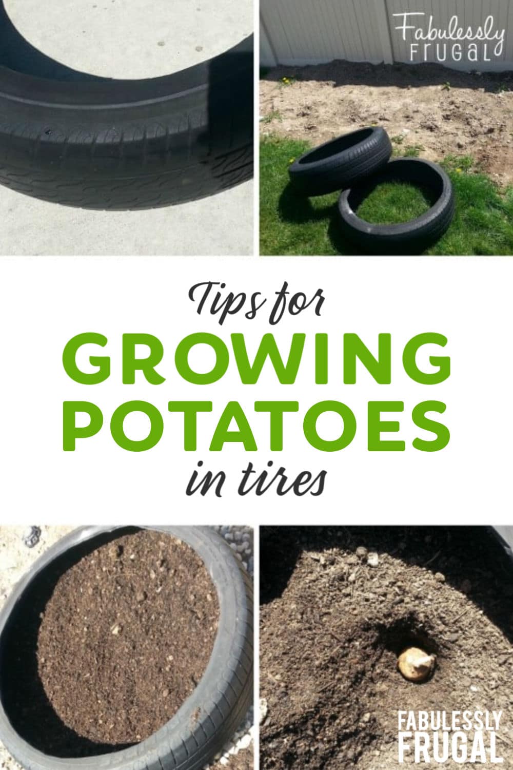 Tips for growing potatoes in tires
