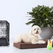 Amazon: Get 40% off Memory Foam Dog Beds from $15.56 (Reg. $41+) + Free...