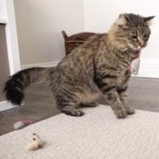 Amazon: Pack of 3 Catnip Cat Toys $1.97 (Reg. $3.99) - FAB Ratings! 2600+...