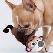 Amazon: No Stuffing Monkey Plush Toy for Small Dogs $2.06 (Reg. $8.32)