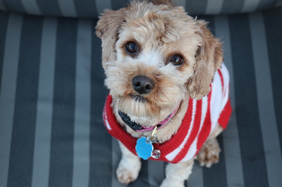Dog wearing a sweater and pet tag
