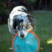 Amazon: Chuckit! Paraflight Dog Toy as low as $7.18 (Reg. $14.99) + Free...
