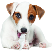 Amazon: Nylabone Dental Dog Chew Toy as low as $1.79 (Reg. $7.99) + Free...