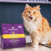 Today Only! Amazon: Stella & Chewy's Freeze-Dried Raw Dinner Morsels for...