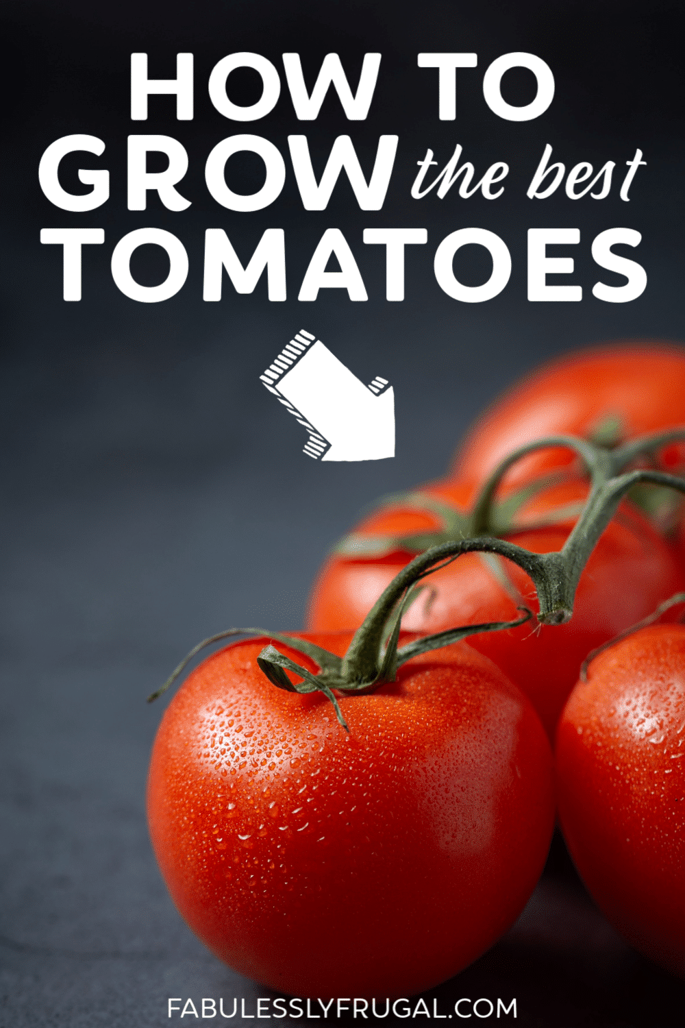How to grow the best tomatoes