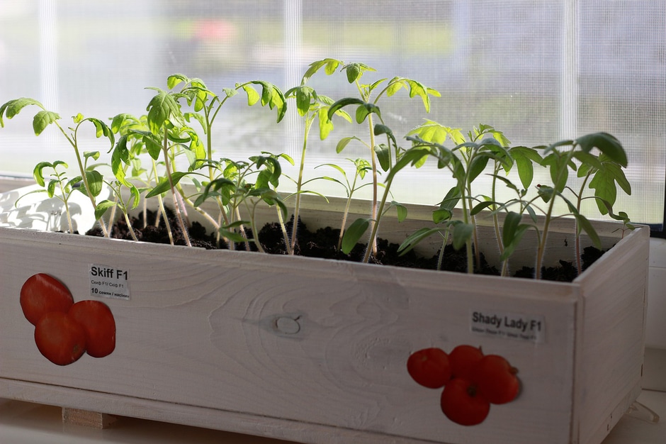 Labeled tomato seedlings