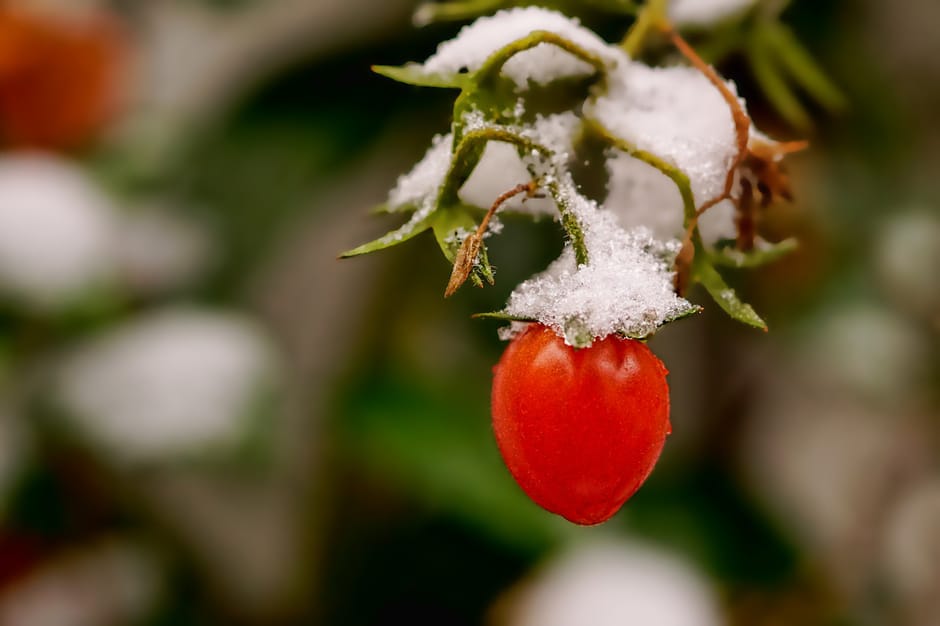 Snow frost on ripe tomato
