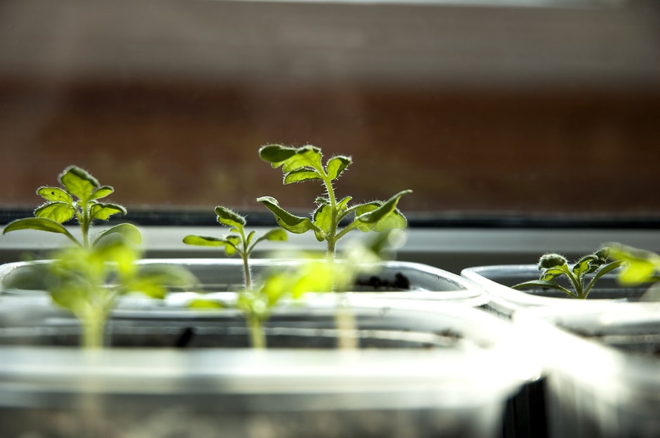Tomato seedlings sprouting in sunlight