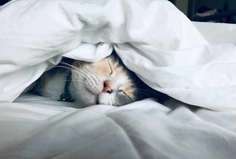 Cat sleeping under bedsheets