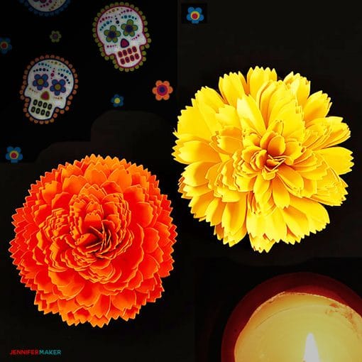 An orange and yellow marigold on a black background