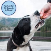 Amazon: Natural Balance Limited Ingredient Dog Treats, Potato & Duck,...