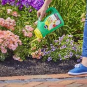 Amazon: TWO Miracle-Gro Shake 'N Feed All Purpose Plant Food, Total of...