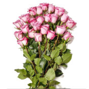 Amazon: 24-Stem Bunch Of Roses (Colors May Vary) $17.99 (Reg. $29.99) +...
