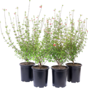 Costco: 4-Pack Salvia Hot Lips $59.99 (Reg. $65) + Free Shipping