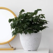 Amazon: La Jolíe Muse 8.6” Flower Pot $12.74 (Reg. $17.99)