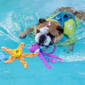 Amazon: Orange Floatiez Pet Toy as low as $3.09 (Reg. $9.99) + Free Shipping...