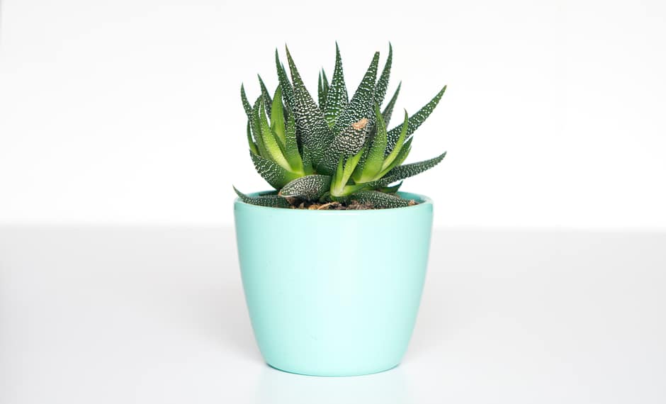 Succulent plant in blue pot