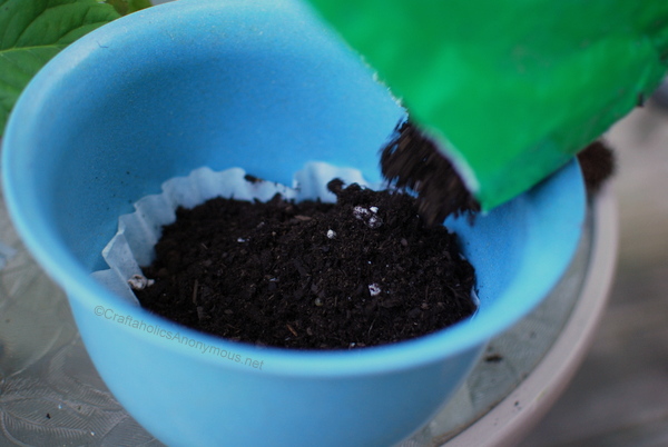 Soil on coffee filter in flowerpot