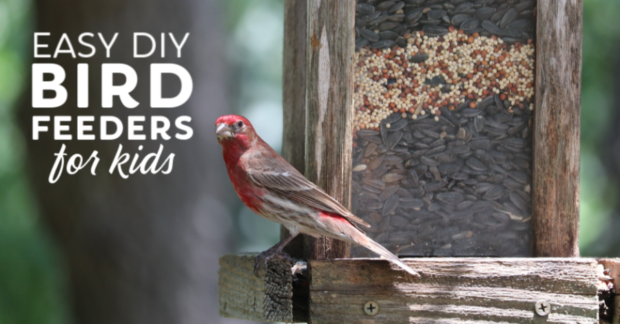 Bird by feeder