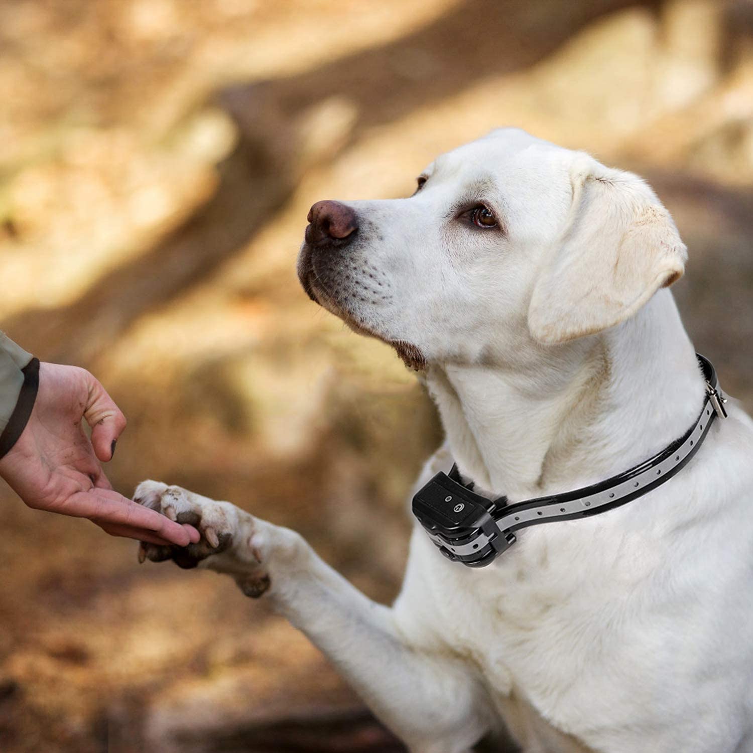 amazon-rechargeable-waterproof-dog-training-collar-with-remote-28-48