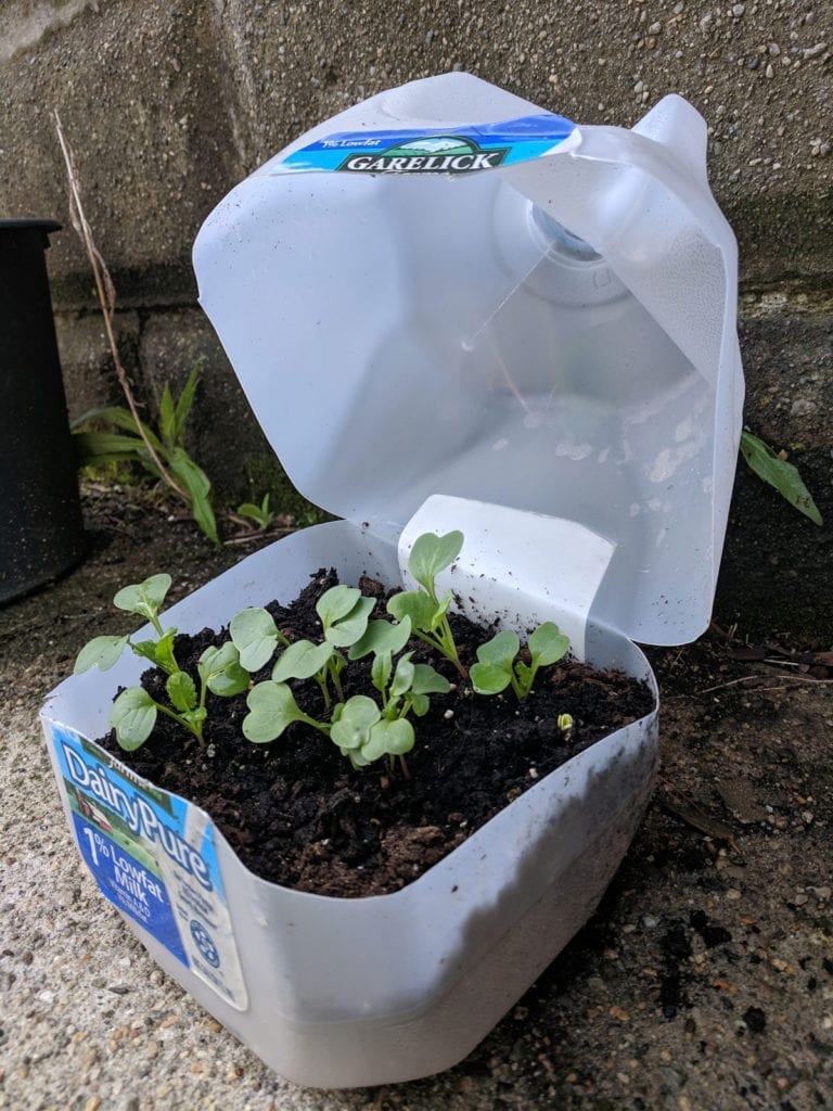 Plastic milk jug with soil and a plant growing inside