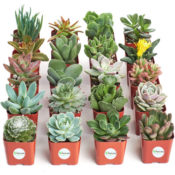 Amazon: Set of 20 Live Mini Succulents $22.06 (Reg. $39.99) - BEST PRICE...