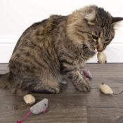 Amazon: SmartyKat Set of 3 Skitter Critters Mice Catnip Cat Toys as low...