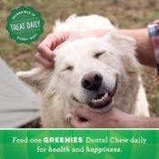 Amazon: 72 Greenies Original Dog Treats for Big Dogs as low as $58.48 (Reg....