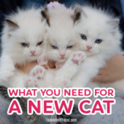 10 things you need to prepare your home for a new cat or kitten