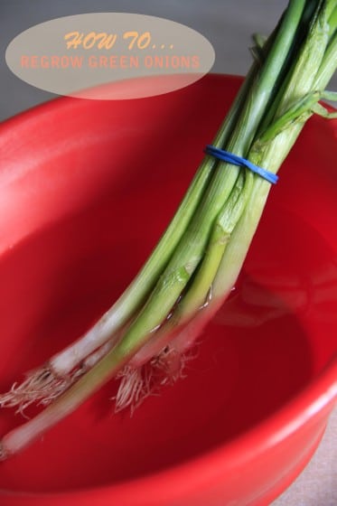 Growing green onions