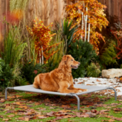 Large Elevated Dog Bed as low as $19.19 (Reg. $23.99+) | More Pet Furnitures...