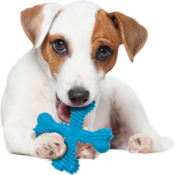 Nylabone Power Chew X-Shaped Dog Bone Chew Toy $3.71 (Reg. $9.49)