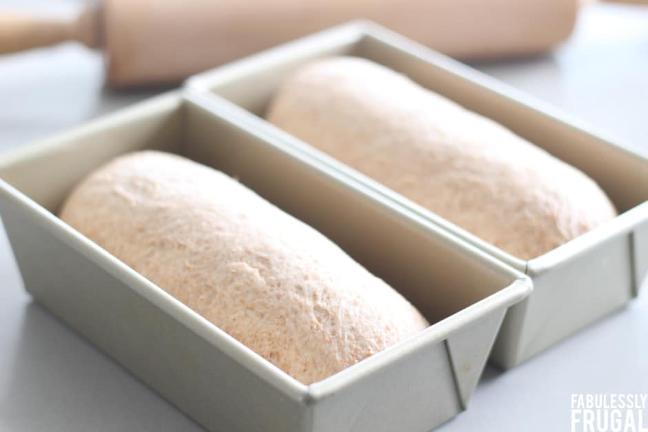 Whole wheat dough loaves in bread pans