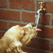 Faucet Waterer for Dogs $5.79 (Reg. $10.99) - 4K+ FAB Ratings!