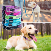 Personalized Dog Collar $7.79 After Code (Reg. $12.99) - FAB Ratings! |...