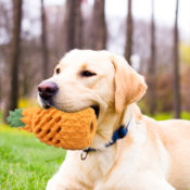 Pineapple Dog Chew Toy $8.49 After Code (Reg. $19.43) | Lifetime Replacement!
