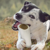 Cadet Peanut Butter Stuffed Shin Bone for Dogs as low as $6.64 (Reg. $12.06)...