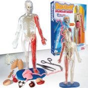 Squishy Human Body Anatomy Kit $9.83 (Reg. $25) - 8.9K+ FAB Ratings!