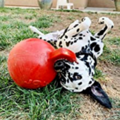 Tug-N-Toss Ball Dog Toy $7.19 (Reg. $15.99) - 13.8K+ FAB Ratings! | Lowest...