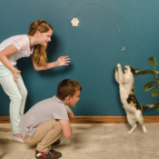 Cat Dancer 101 Cat Dancer Interactive Cat Toy as low as $1.64 Shipped Free...
