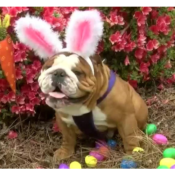 Take Your Pet To Get A Free Photo With The Easter Bunny On April 9th!
