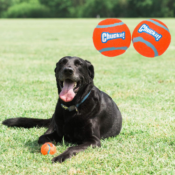 TWO Chuckit! 2-Pack Small Tennis Ball Dog Toys $1.05 PER PAIR (Reg. $5)...