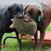 Outward Hound Large Hedgehogz Squeak Dog Toy as low as $4.85 Shipped Free...