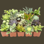 20-Pack Assorted Live Succulent Plants $15.68 (Reg. $30) - 4K+ FAB Ratings!...