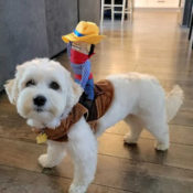 Cowboy Rider Dog Costume from $12.99 (Reg. $16) - FUNNY Halloween Dog Costume,...