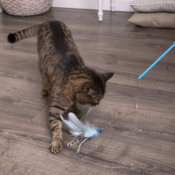 Frisky Flyer Feather Wand Cat Toy $1.89 After Coupon (Reg. $6.37) - FAB...