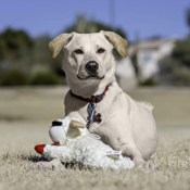 Multipet Lambchop Plush Dog Toy as low as $4.64 After Coupon (Reg. $6.19)...