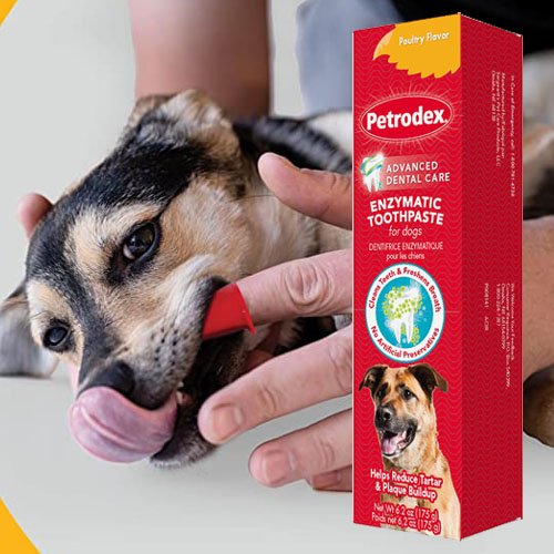 Petrodex Enzymatic Toothpaste for Dogs, Poultry Flavor, 6.2oz as low