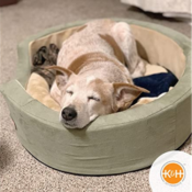 Thermo-Snuggly Sleeper Large Heated Pet Bed $60 (Reg. $170) - FAB Ratings!