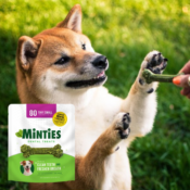 80-Count VetIQ Minties Tiny/Small Dental Dog Treats as low as $12.23 (Reg....